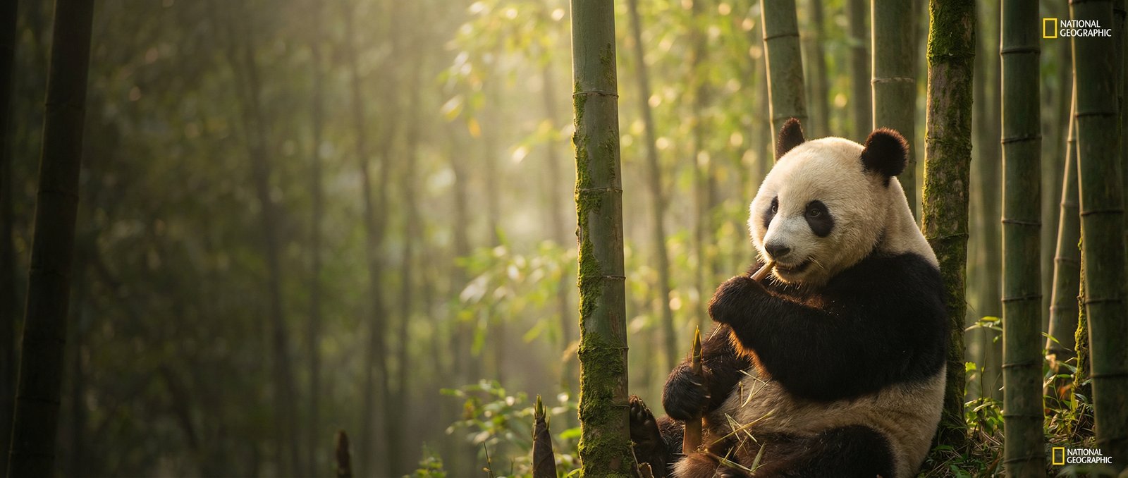 四爱动物写真与视频社区